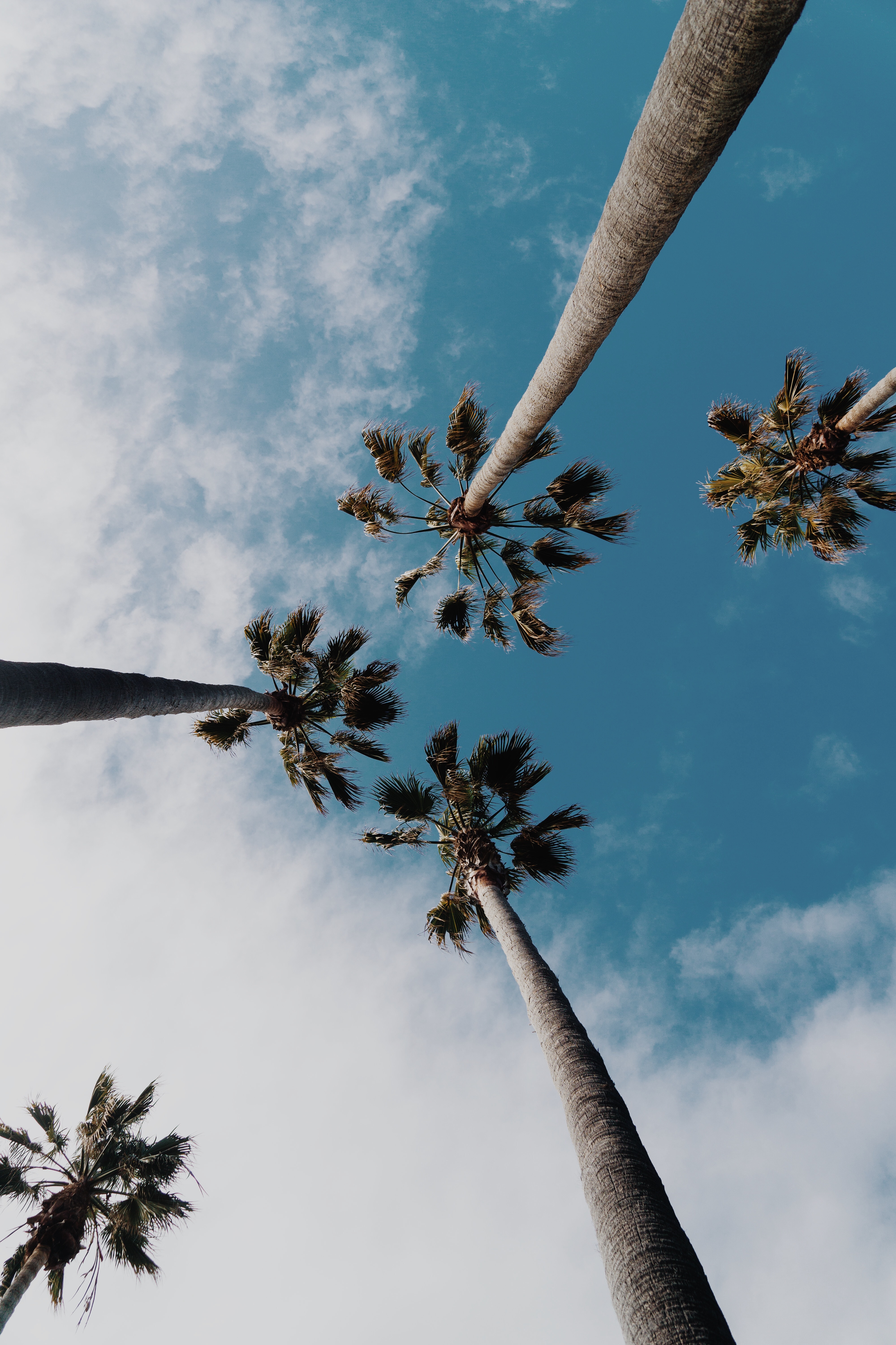 Image of some palms and the sky.