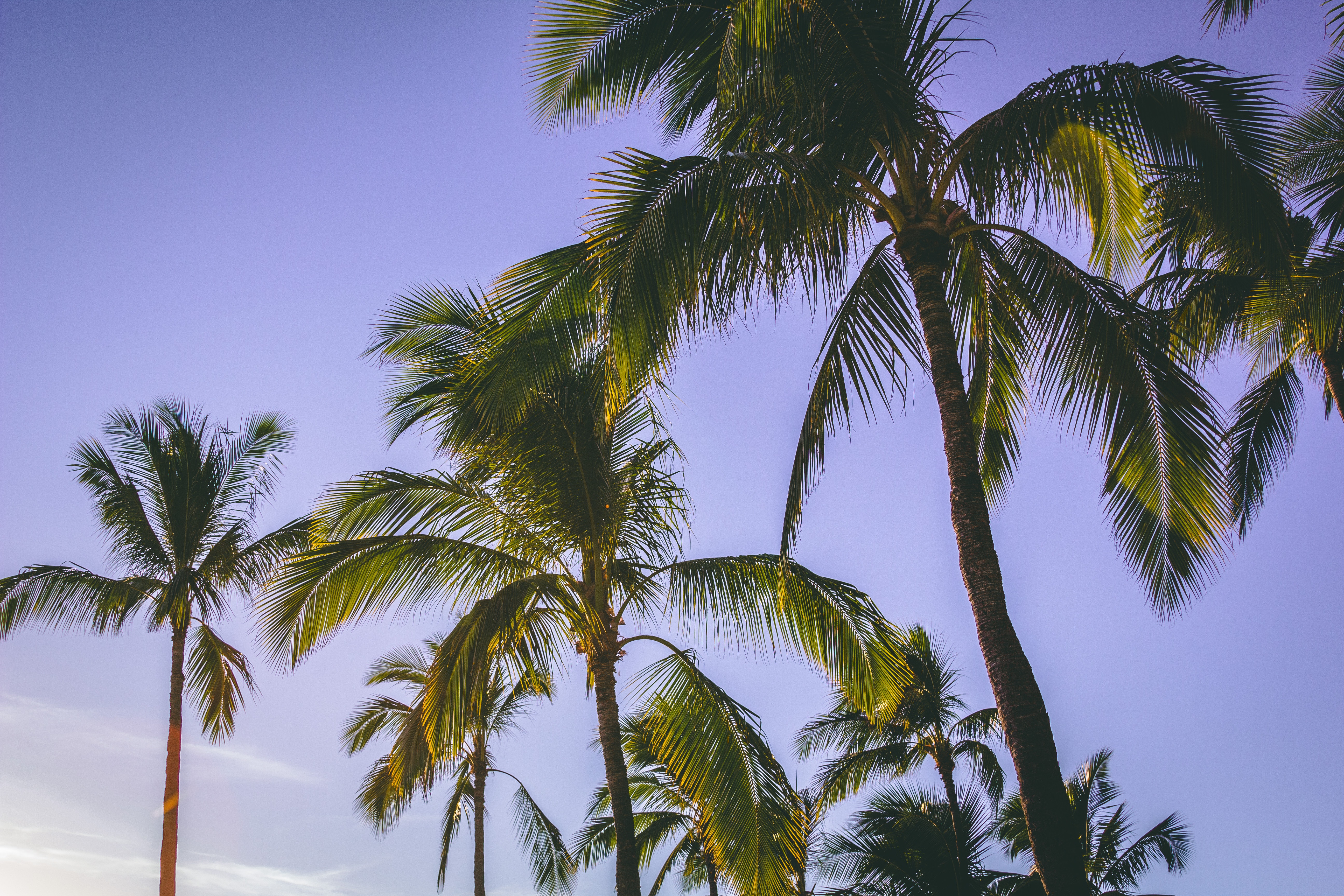 This view of palms is something you should get used to after moving to South Florida.