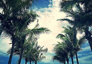 palm trees that you will see after moving to Sunny Isles Beach