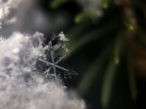 A single snowflake zoomed in, with a plant in the background.