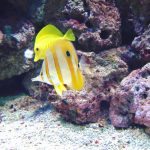 Two yellow fish swimming next to a coral reef.
