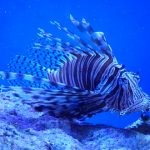 Lion Fish - something you might see after moving to Key Largo.