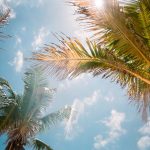Sunlight beaming through palm trees, representing Florida winter vacation ideas.