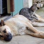 gray cat sitting on lying brown dog