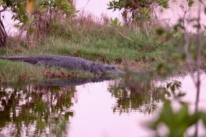 spend free time in Sunny Isles Beach by visiting Everglades