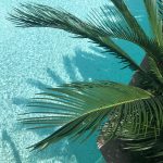a palm tree over water