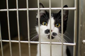 a cat in a cage is among the things that you can`t keep in your storage unit