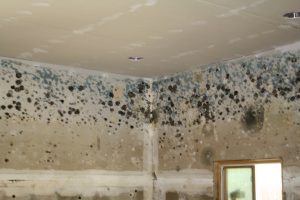 prevent mold in your storage unit to save yourself from infected walls in the future