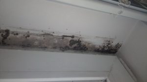 a wall covered in mold