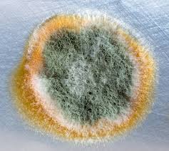 microscopic look at mold