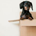 Moving equipment and supplies- a dog in a box